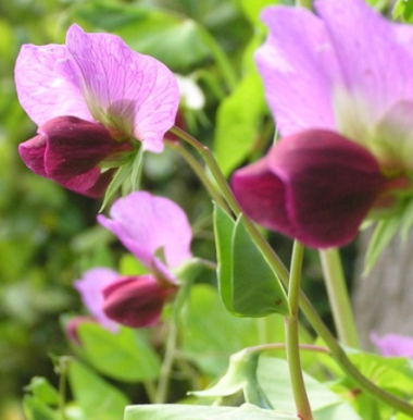 Billede af blomst